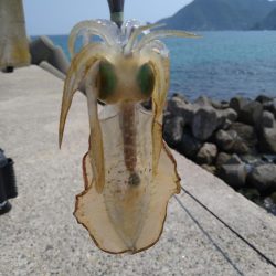 竹野~諸寄をランガン